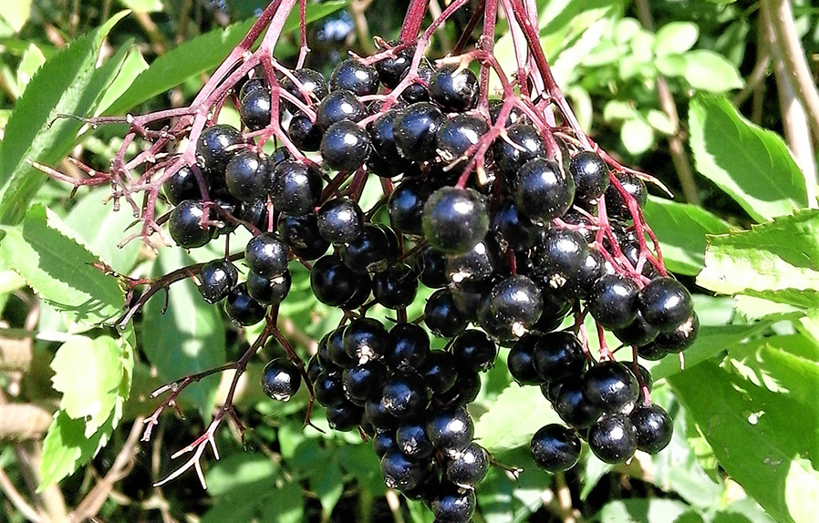 Dave's How To - Hemp & Tares