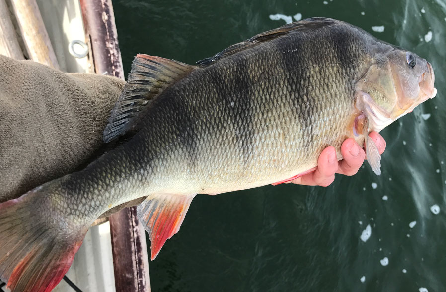 Grafham Water Predators - Phil Spinks