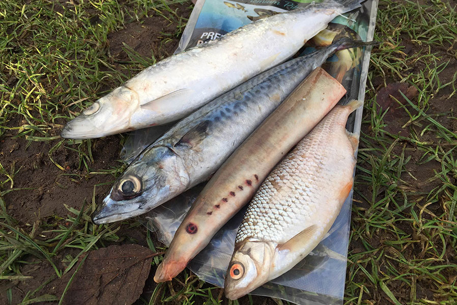 Monday Top 5 - Deadbaiting Tips