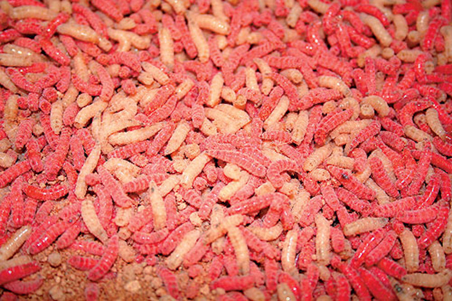 Top 5 Tips for Fishing with Maggots