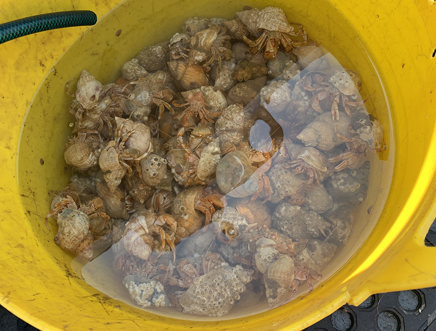 Boat Fishing For (Big) MINI SHARKS!