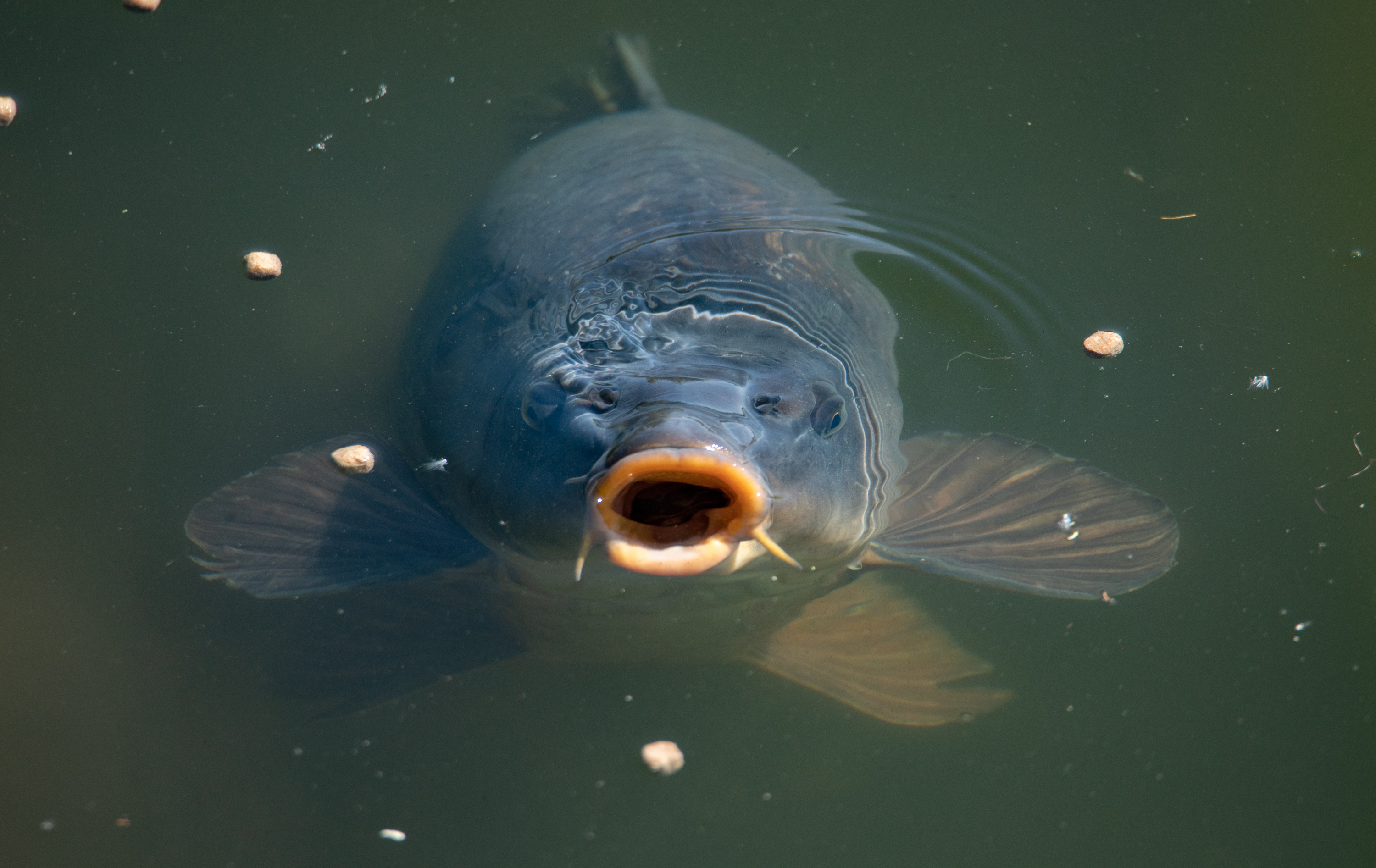 Top 5 Tips for Surface Fishing