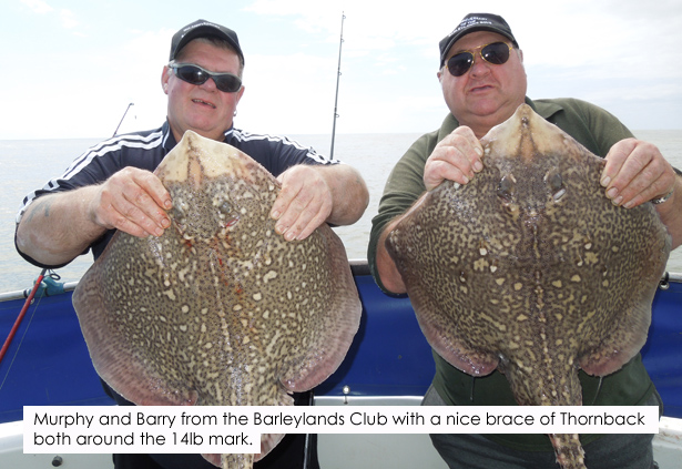 Thornback-Rays
