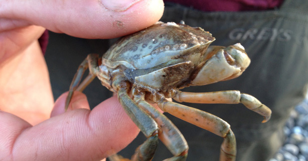 How To Fish With Live Peeler Crab...