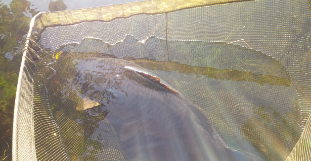 Hat-trick Of Twenties - Michael Stewart