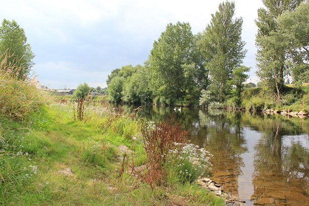River Wye Barbel - 2