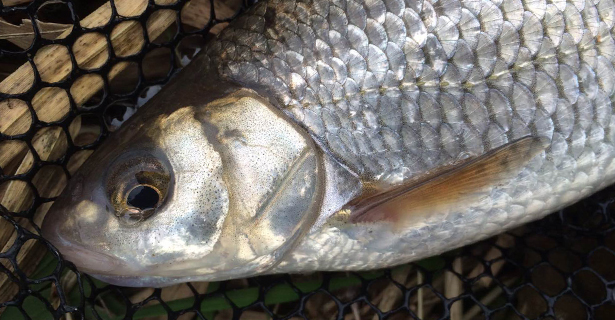 Stick Float Fishing Fun On The River - Dace Race & Bonus Chub!