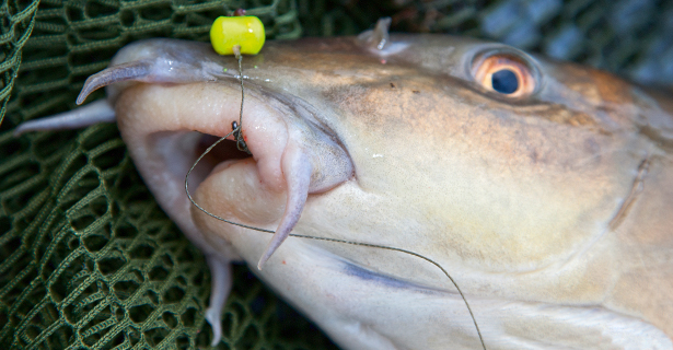 Top Winter Barbel Fishing Tips