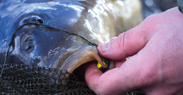 Getting ziggy with it! Zig-rig Secrets From Gardner's Alan Stagg