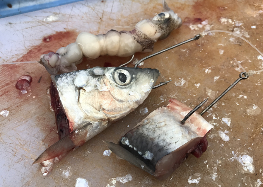 Thornback Rays, Skate, Roker - Boat Fishing Rigs, Tips & Tactics!