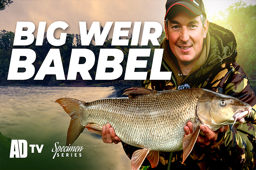 ADTV Specimen Series - Big Weir Barbel