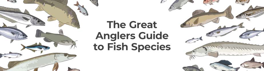 The Great Anglers Guide to 70+ of the Most Popular Fish Species