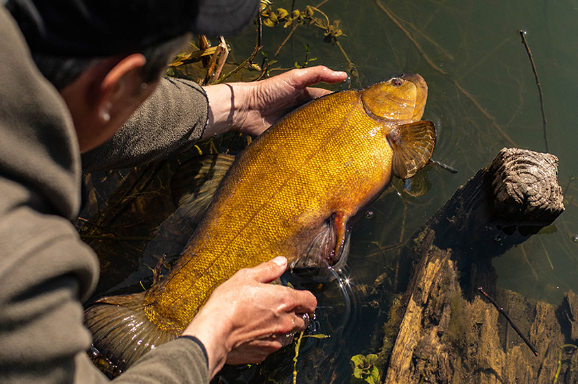 Top 10 Spring Tench Fishing Tips