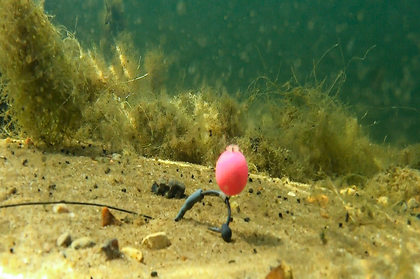 How To Tie The 'Shot On The Hook' Rig! 