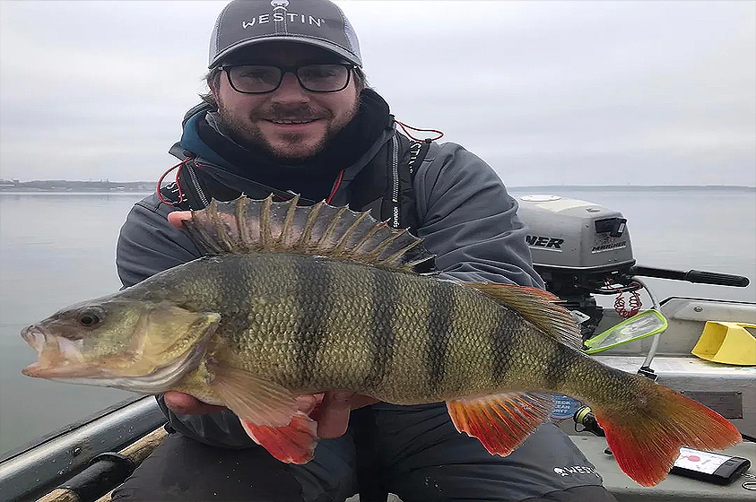 How To Catch Big Perch With Thom Hunt! 