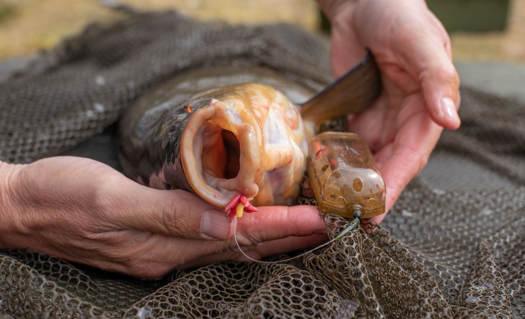 Top Fishing Baits for Tench During Spring
