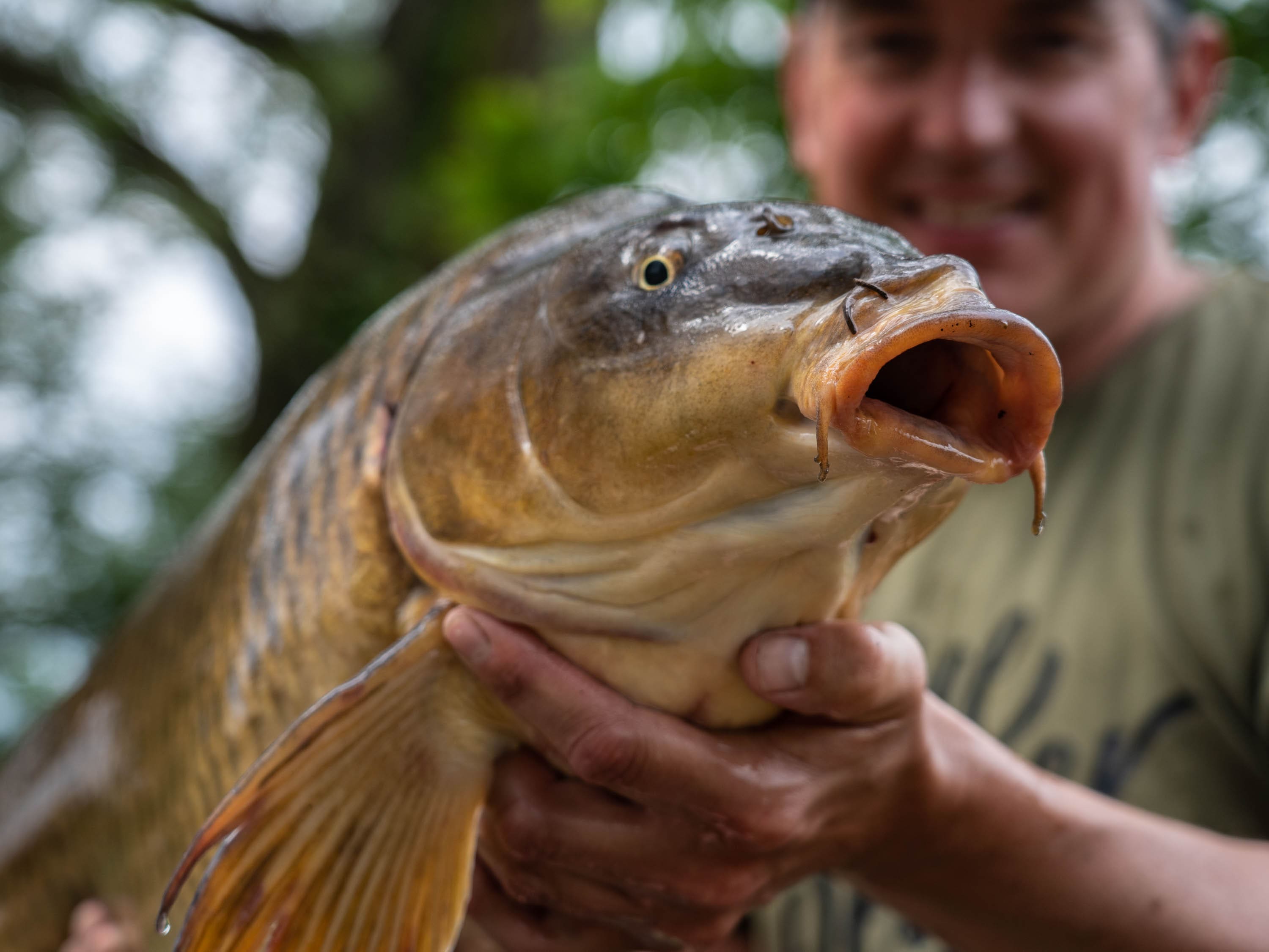 Carp Fishing Near Me: Top Locations and Tips for Success