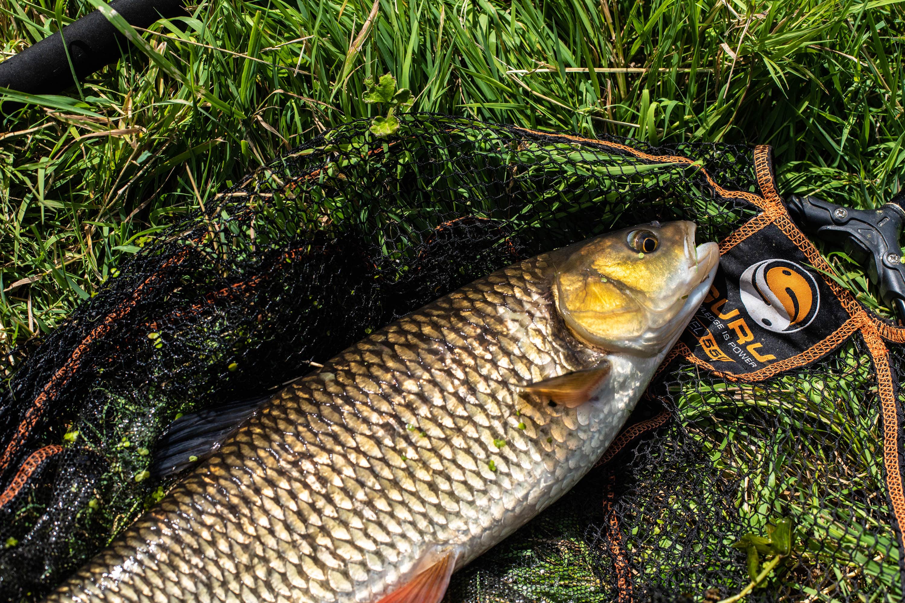 Hidden Gems: The Art of Small River Chub Fishing 