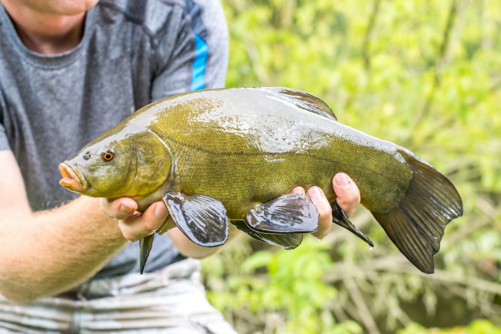 Top 5 Spring Tench Tips