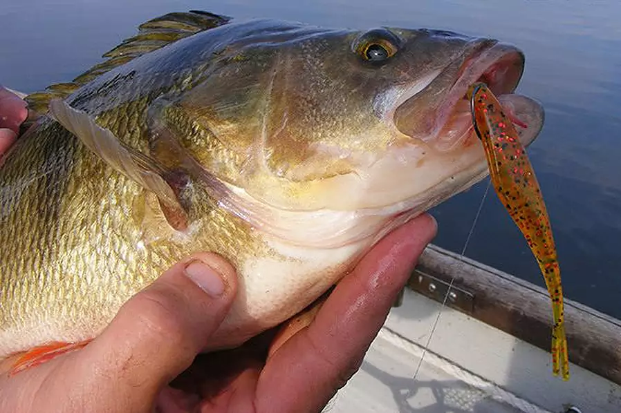 The Insider's Guide to Perch Fishing