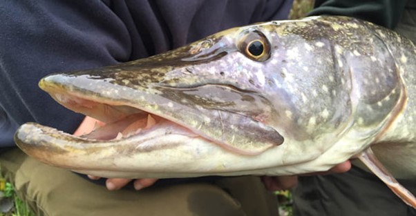 Your Guide to Pike Fishing - Top 10 Pike Fishing Tips