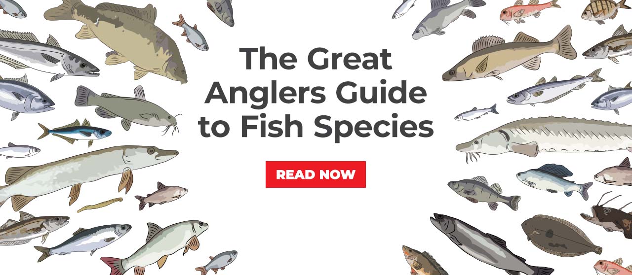 Fish Species Guide