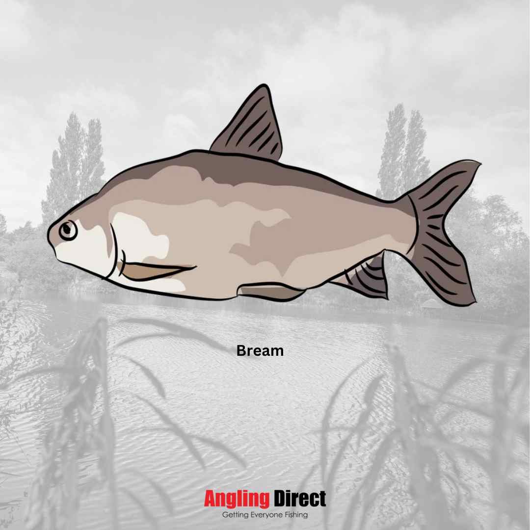 Read about Bream Fish