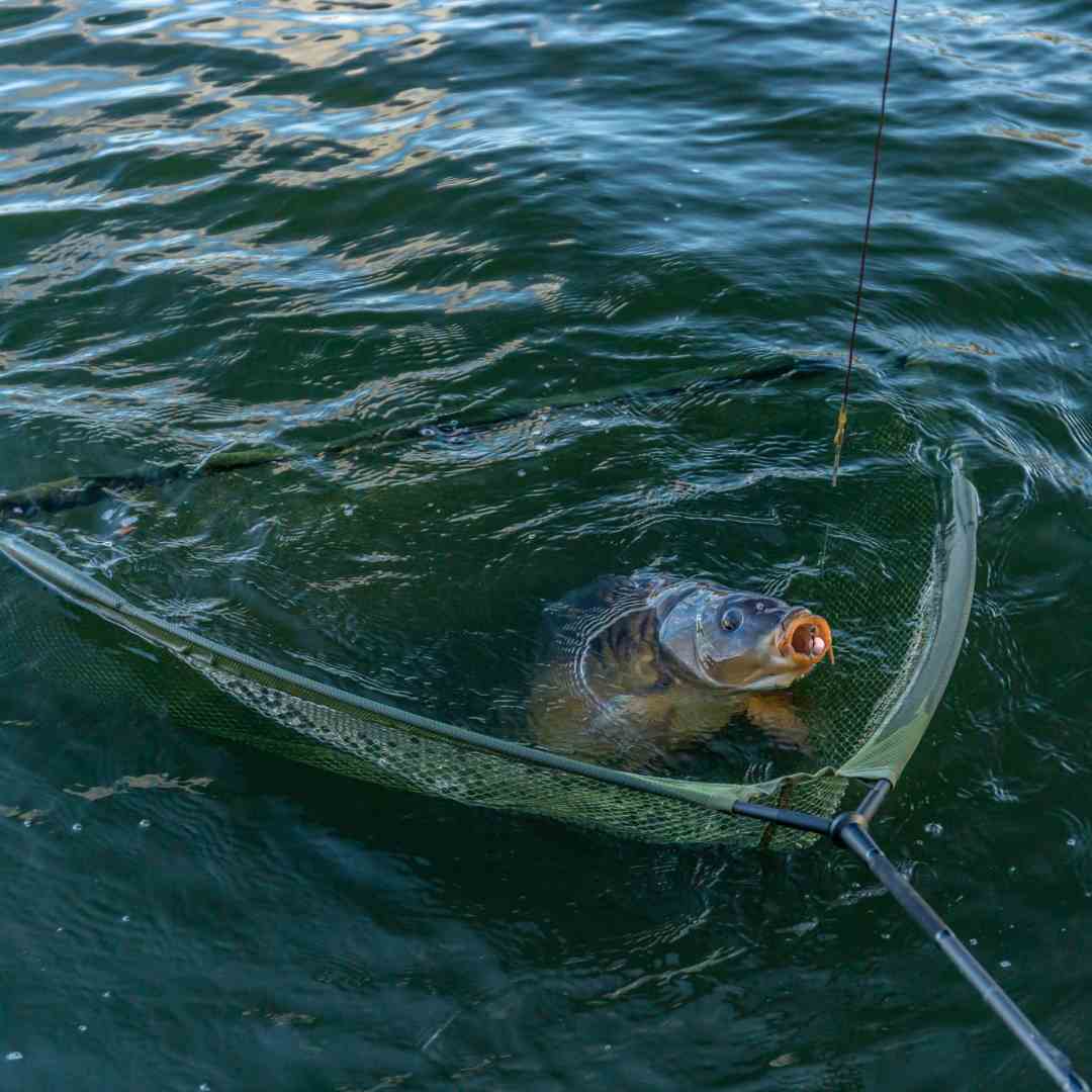 Carp Fishing Nets