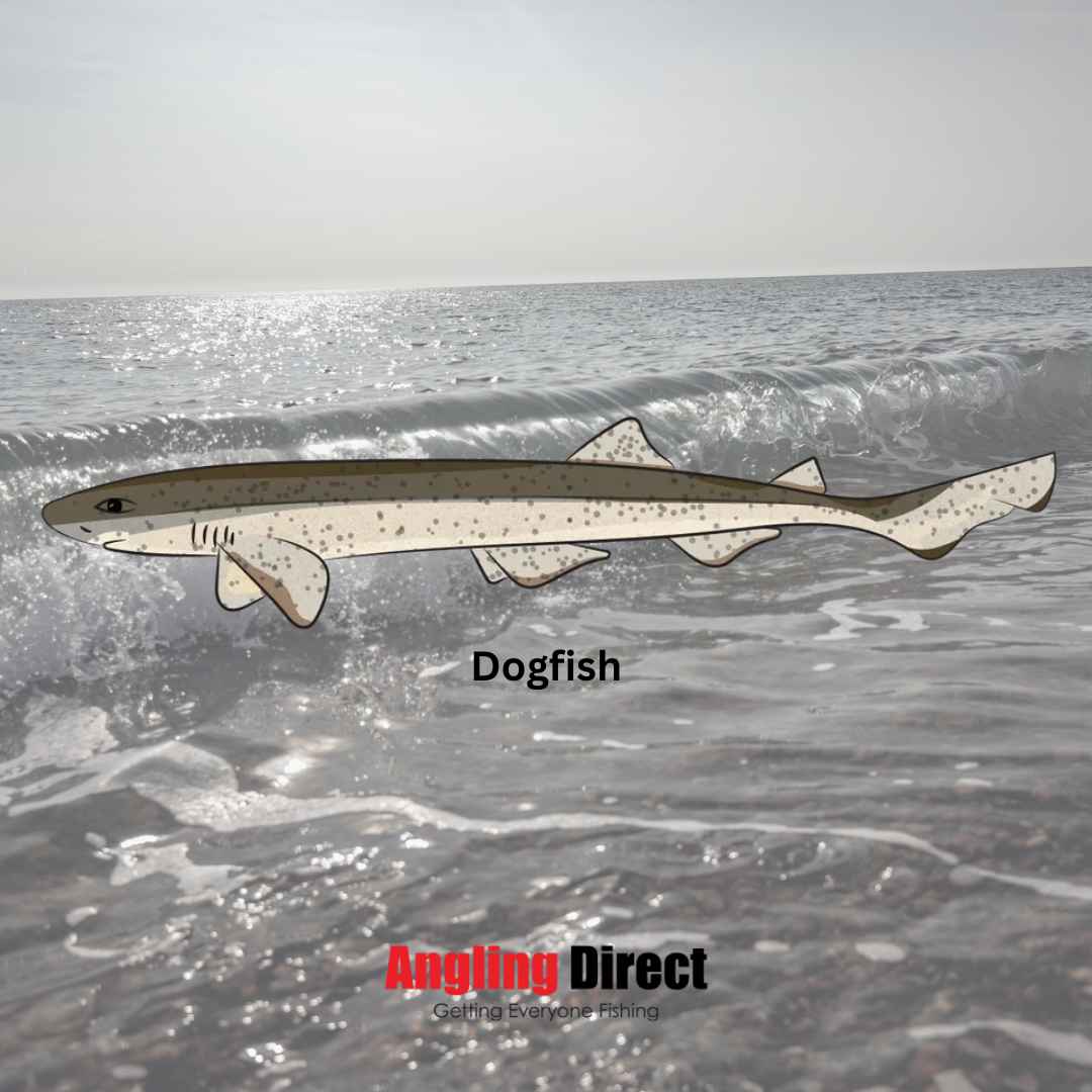 Dogfish Sea Fishing