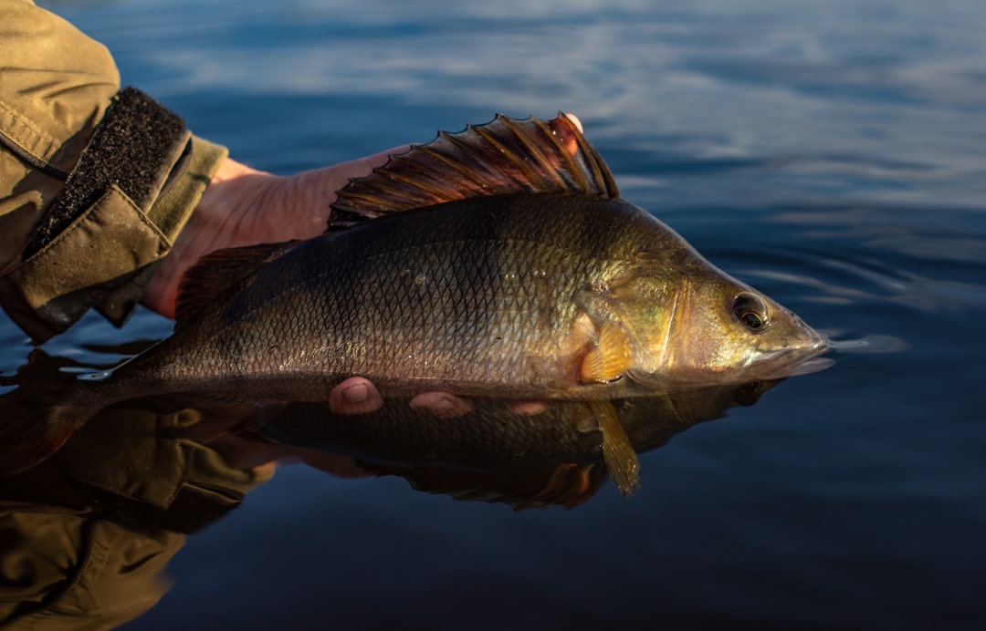 Tackle for Perch Fishing