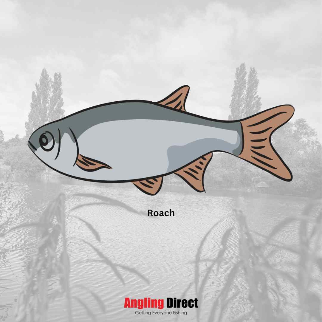 Fishing for Roach