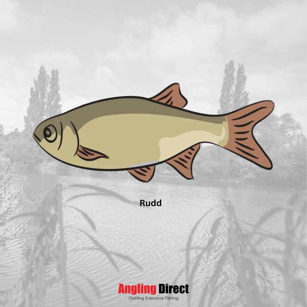 Discover Rudd Fish