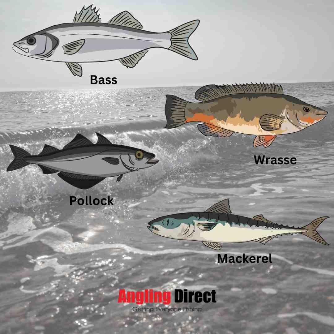 Check out all Sea Species