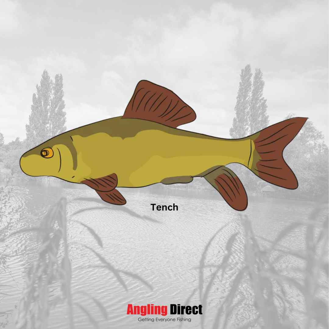 Read about Tench Fish