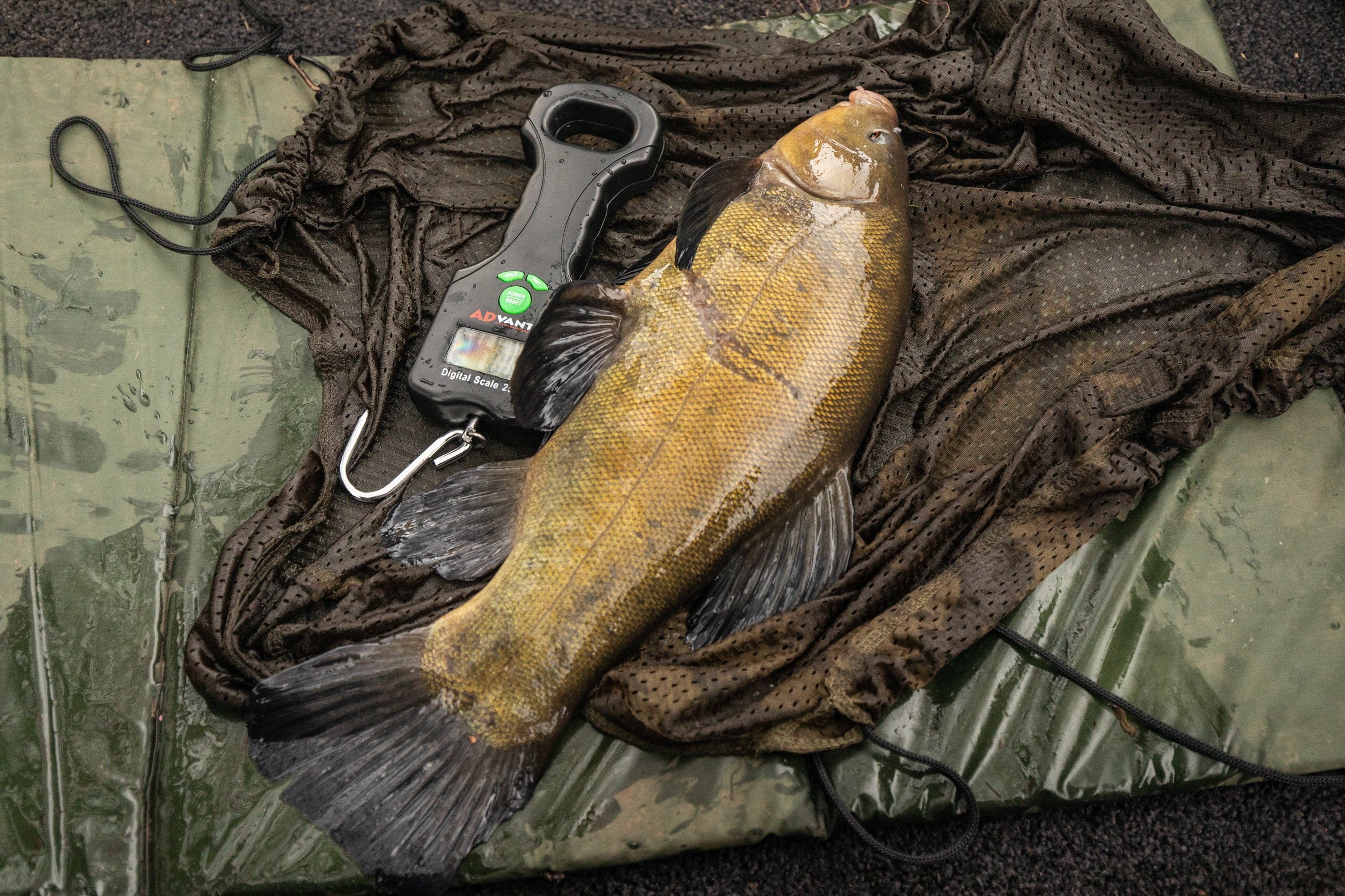 A guide to Fishing Scales