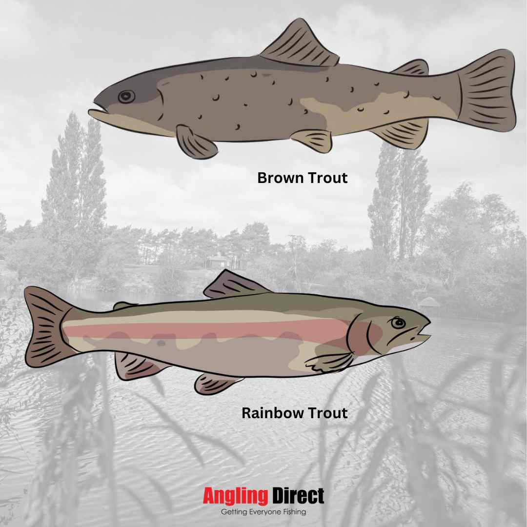Read about the Brown Trout